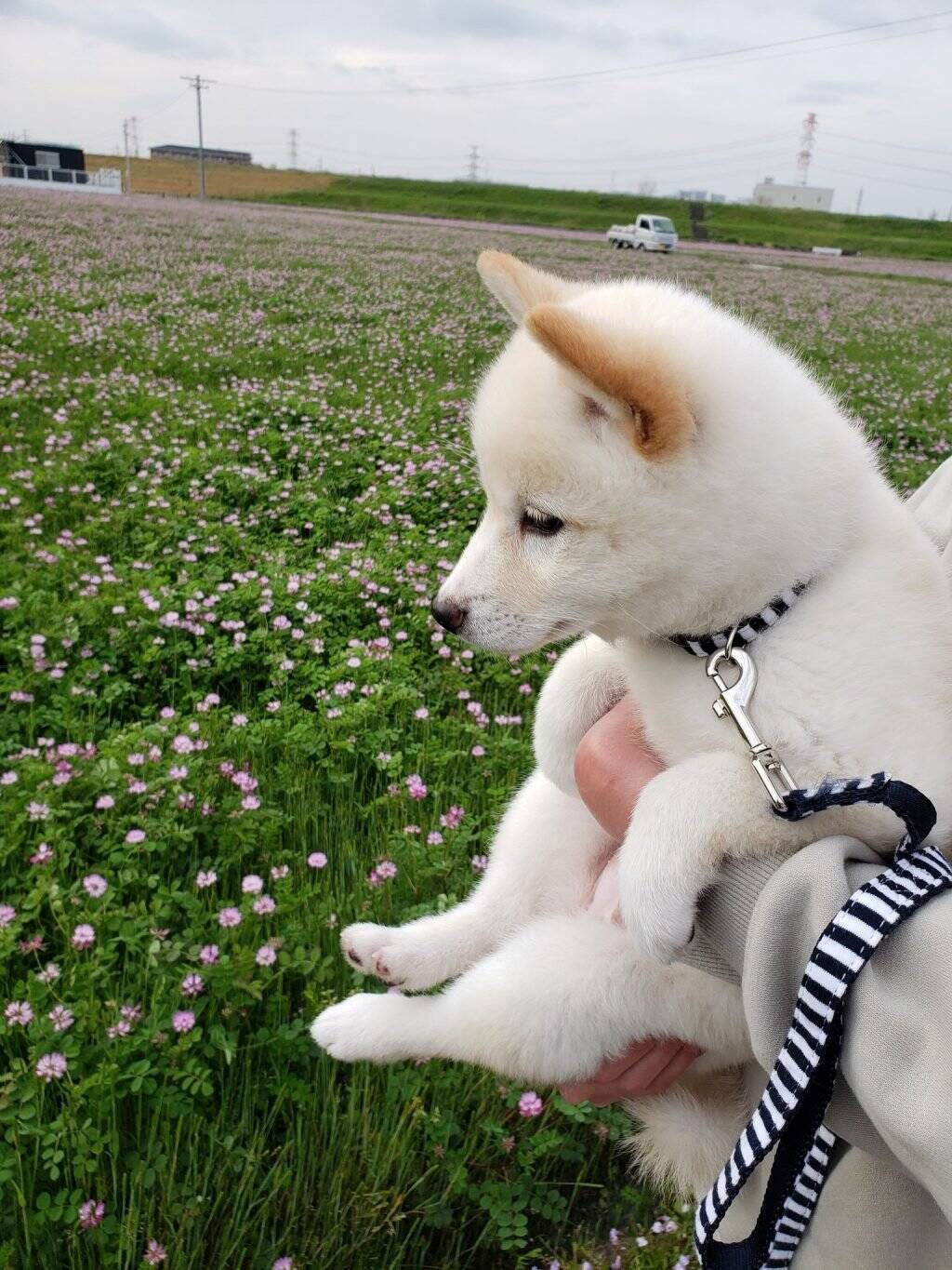 白柴子犬のベストショットに歓喜の声 なんじゃ この爆裂なかわいさは ぬいぐるみちゃんや 21年4月16日 エキサイトニュース