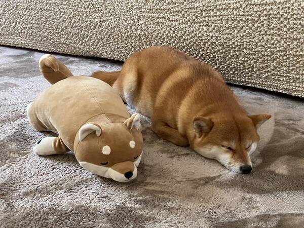 柴犬がぬいぐるみと一緒に寝た結果 どっちが犬でどっちがぬいぐるみ 抱き枕にしたい 両方共 21年5月8日 エキサイトニュース