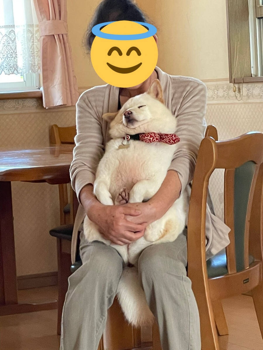 おばあちゃんの腕の中でとろける犬がたまらない可愛さ もちもち 溶けかけのマシュマロ 21年5月10日 エキサイトニュース
