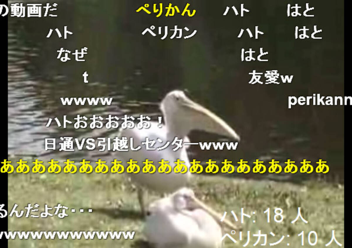衝撃映像 ペリカンが生きた鳩を丸飲みして食べる動画 09年9月23日 エキサイトニュース