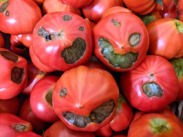 厨二心くすぐる!? 見た目コワいけど甘い「闇落ちトマト」が話題 「キラートマトかな？」 (2021年5月25日) - エキサイトニュース