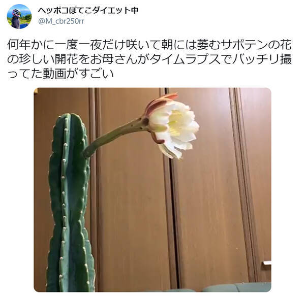 貴重映像 何年かに一度一夜だけ咲くサボテンの開花を収めたタイムラプスが息をのむ美しさ 21年5月27日 エキサイトニュース