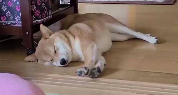 柴犬が伸びをする動画 かわいい以外の言葉が見つからない 気持ち良さそうですね 21年6月3日 エキサイトニュース