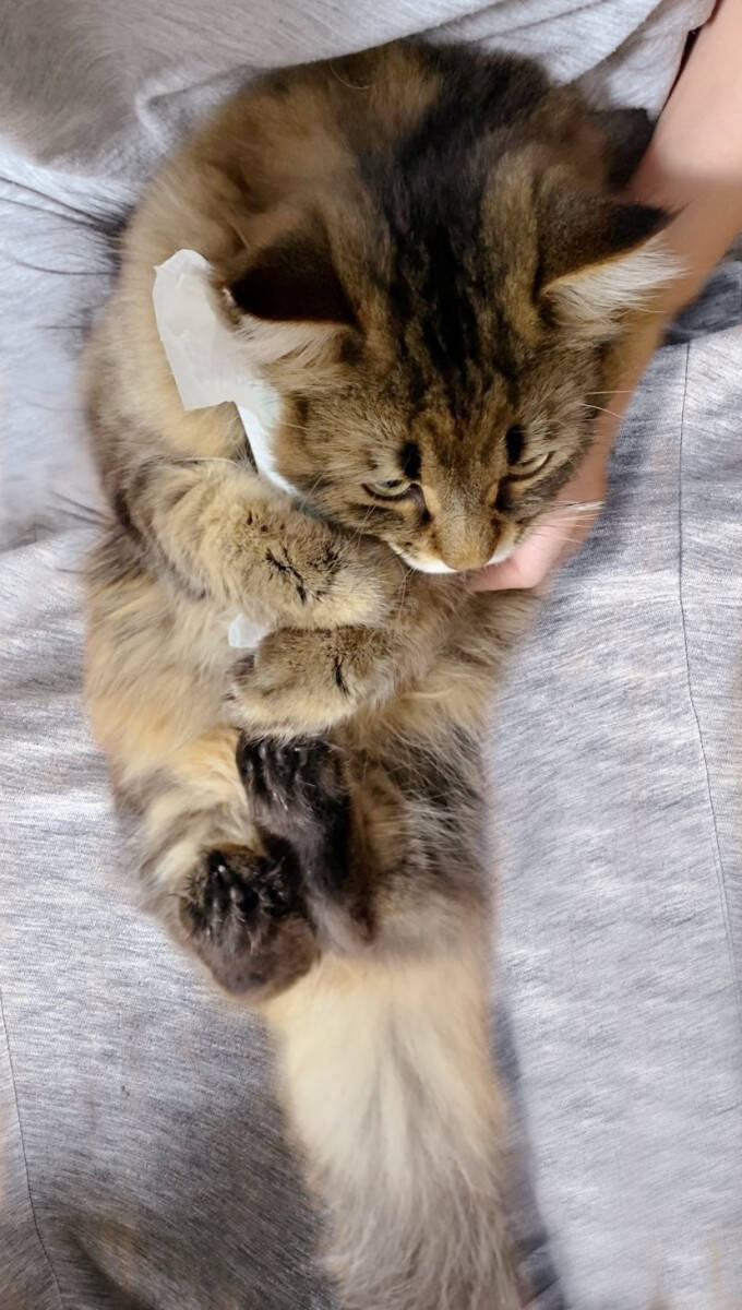 保冷剤を抱きしめる猫がかわいすぎ こんな風に抱きしめられたい 保冷剤になりたい の声 21年6月8日 エキサイトニュース