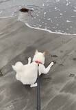 「柴犬が波を目前にとった行動とは？　「波におしり振るのかわいすぎた」「ぷりっぷりですよね」」の画像3