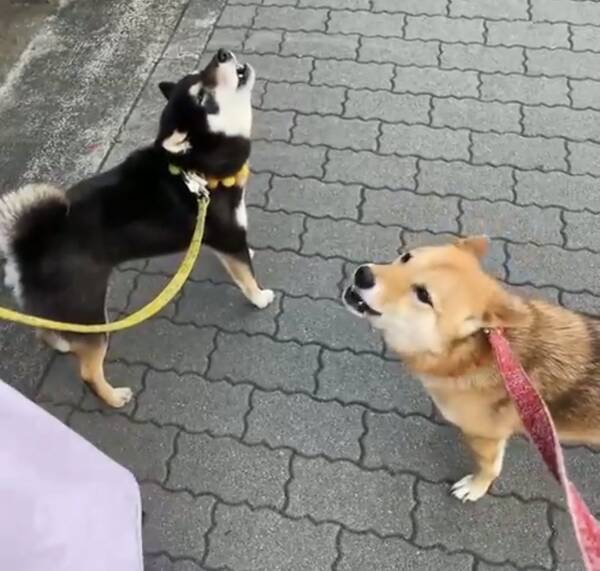 柴犬が遠吠えを伸ばせない動画 あうあうあうあうぅ かわいい遠吠え 21年6月17日 エキサイトニュース