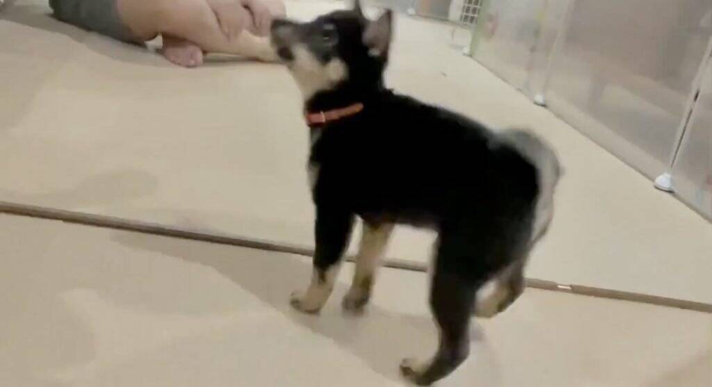 豆柴の子犬に 待て と言った結果 ブリキのおもちゃみたい シャキーン 21年6月25日 エキサイトニュース