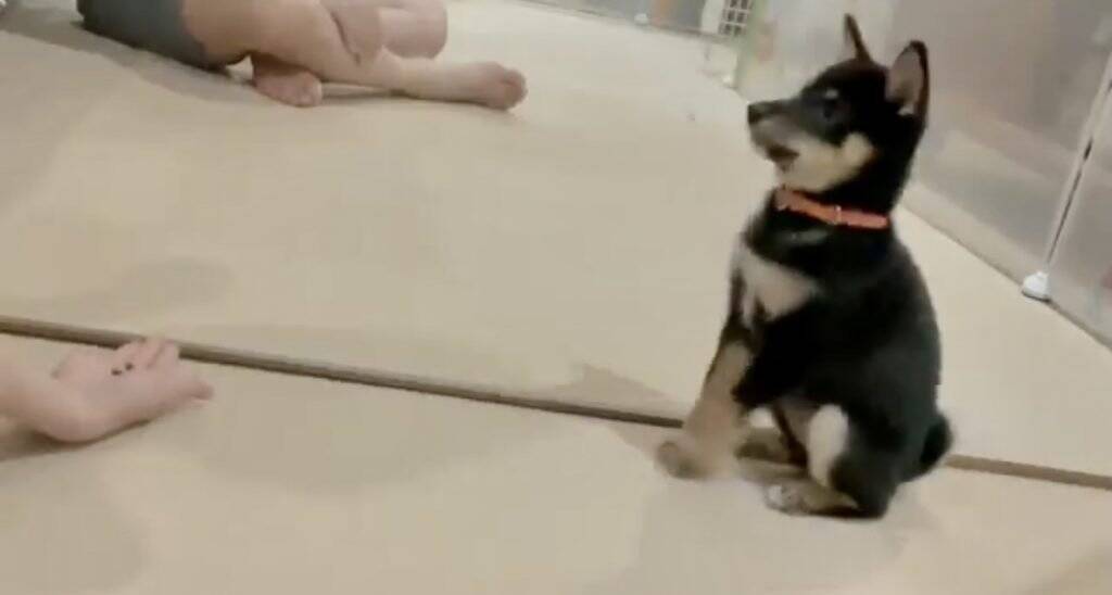 豆柴の子犬に 待て と言った結果 ブリキのおもちゃみたい シャキーン 21年6月25日 エキサイトニュース