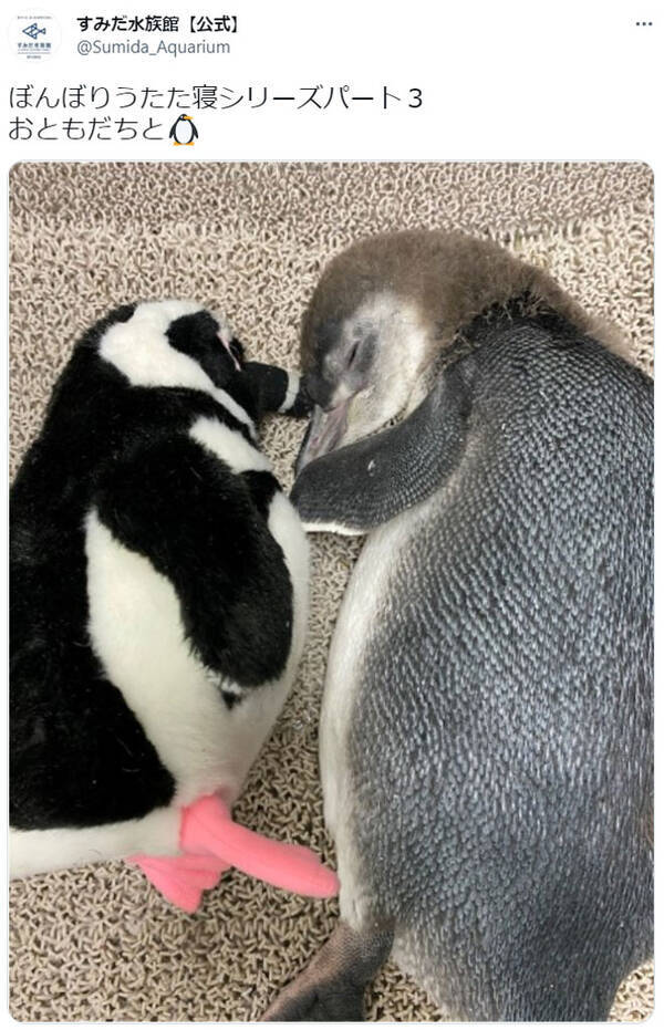 どっちが本物 ぬいぐるみと添い寝する赤ちゃんペンギンに11万超いいね 幸せそう 尊すぎる 21年7月5日 エキサイトニュース