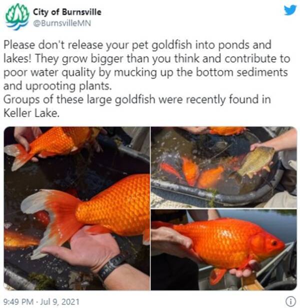 米ミネソタ州の湖で捕獲された巨大金魚 プラスサイズ金魚 フィッシュ チップスには出来ないの 21年7月15日 エキサイトニュース 米ミネソタ州の湖で捕獲された巨大金魚 プラスサイズ金魚 フィッシュ チップスには出来ないの 21年7月15日 エキサイトニュース