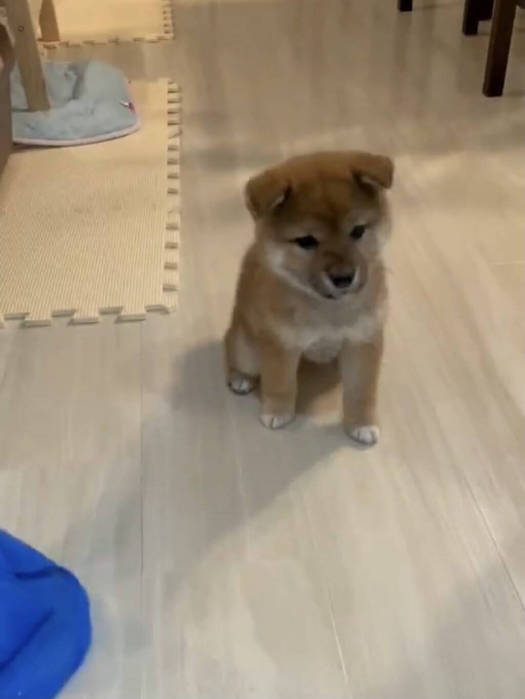 柴犬の子犬がお座りをマスターした結果 上級者向けのローリングおすわりを会得 お見事です 21年7月22日 エキサイトニュース