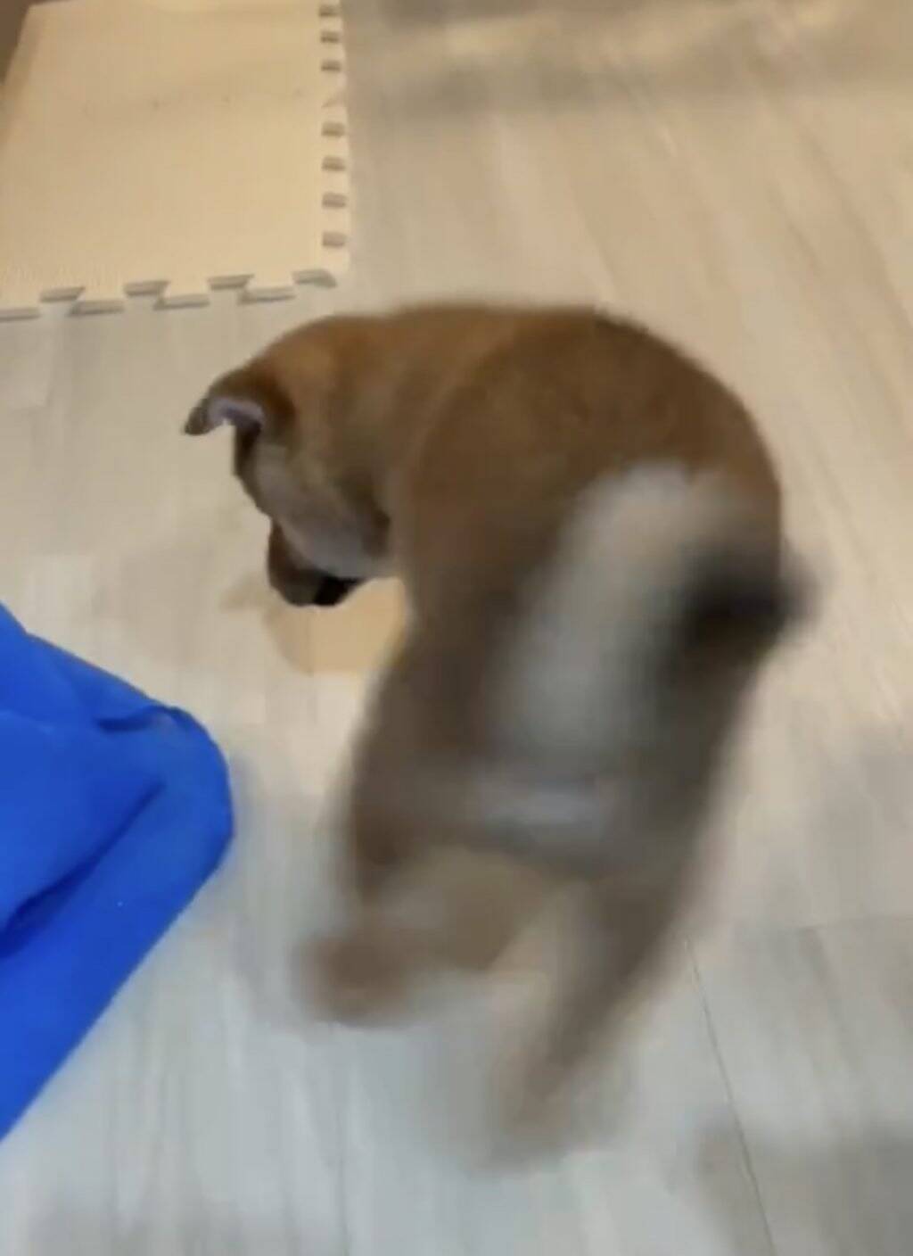 柴犬の子犬がお座りをマスターした結果 上級者向けのローリングおすわりを会得 お見事です 21年7月22日 エキサイトニュース