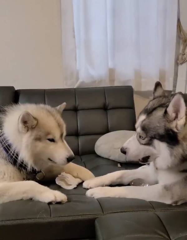 ハスキー犬が犬語で文句を言ってます 全然動じてない 弱い犬ほどよく吠える 21年9月3日 エキサイトニュース