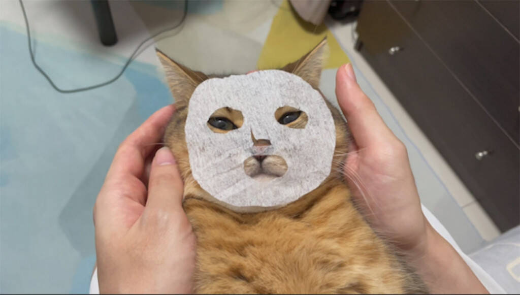 猫にパックをさせてみたらシュールでかわいすぎた 完全にメンフクロウ リアルカオナシ 吉田戦車の漫画に出てきそう 21年9月17日 エキサイトニュース