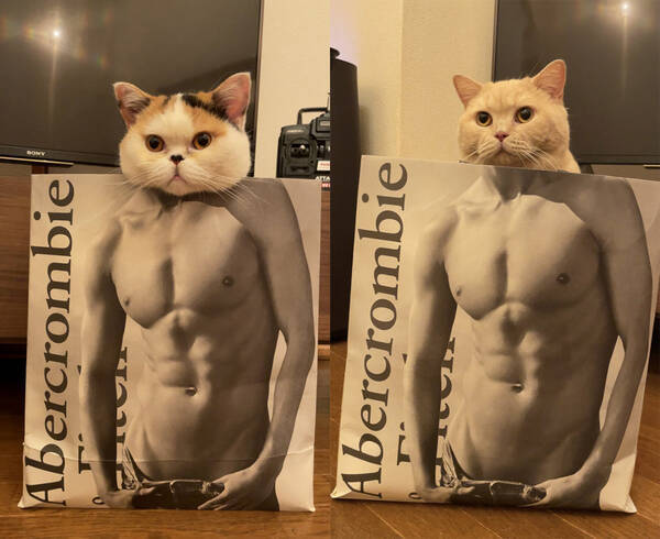 筋肉ムキムキ 結果にコミットしてしまった猫の写真がtwitterで大人気 21年10月9日 エキサイトニュース 筋肉ムキムキ 結果にコミットしてしまった猫の写真がtwitterで大人気 21年10月9日 エキサイトニュース