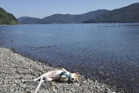 柴犬が琵琶湖にうち上げられたみたい！ 「シバザラシという新種ですか」「アザラシバですね」