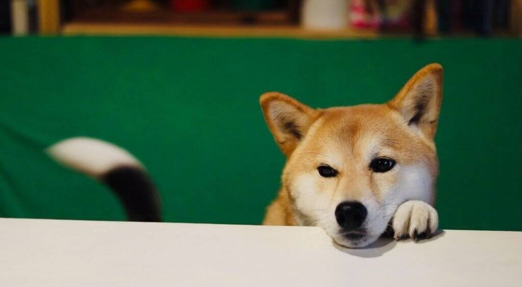 キャベツが床に落ちたら 光の速さで食べに走るビーグルと興味無い柴犬 21年10月30日 エキサイトニュース