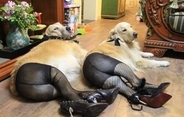 犬にパンストを履かせてセクシーにさせた『パンスト犬』が中国で大流行　予想以上にセクシー