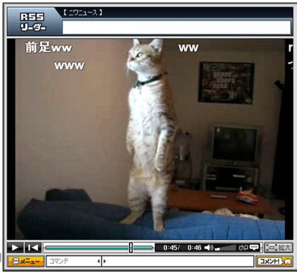 絶対に見るべき 人間のように立つスゴイ猫の動画 10年4月17日 エキサイトニュース