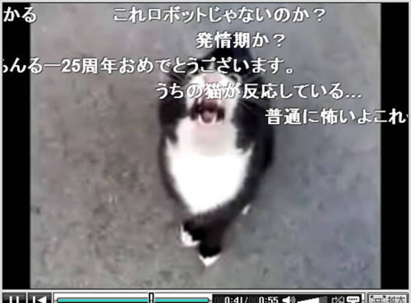 羽海野チカ先生も たまらん 怒ったネコがネコ語で話しかける動画が人気に 10年7月2日 エキサイトニュース