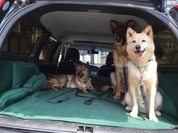 出れるけど勝手にでれぬが犬の性 犬のしつけ 15年5月6日 エキサイトニュース