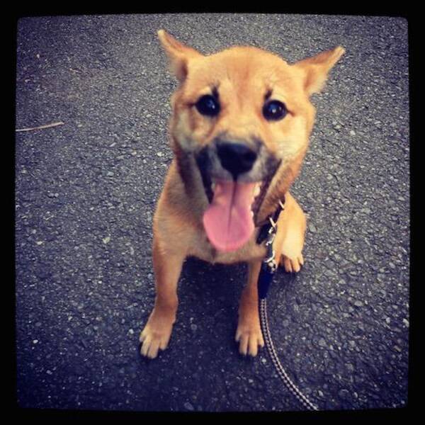 犬のしつけ 叱る時に名前を呼ばないようにする 15年5月25日 エキサイトニュース