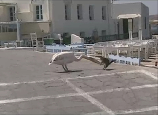 衝撃映像 ペリカンが生きた鳩を丸飲みして食べる動画 09年9月23日 エキサイトニュース