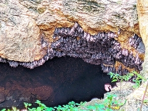 180万匹が舞う世界最大の聖域！ フィリピン・サマル島のモンフォート・バット・サンクチュアリ