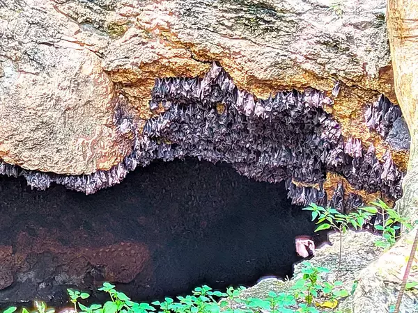 180万匹が舞う世界最大の聖域！ フィリピン・サマル島のモンフォート・バット・サンクチュアリ