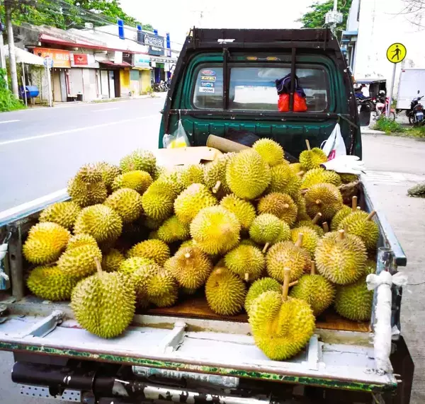 ドリアンの名産地と言えば、圧倒的にダバオ