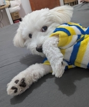 愛犬の性器をSNS投稿！ 反省なき韓国市議に「出席停止10日」の甘い罰、倫理崩壊の仰天不祥事