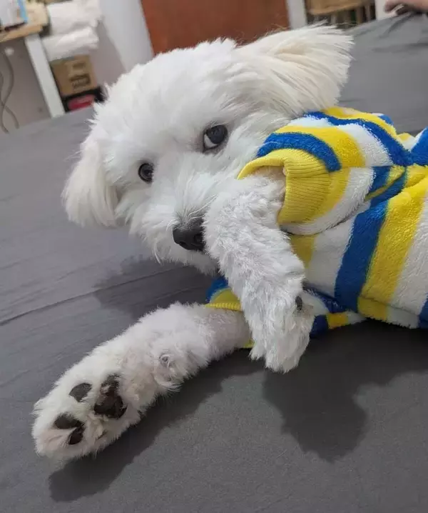 愛犬の性器をSNS投稿！ 反省なき韓国市議に「出席停止10日」の甘い罰、倫理崩壊の仰天不祥事