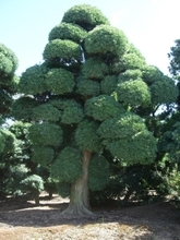 塚本樹苗園 グローバルシフト戦略！ 富裕層輸出から「シンボルツリー文化」で訪日客市場を拓く