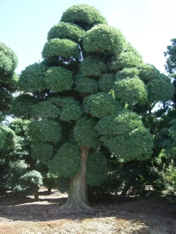 塚本樹苗園 グローバルシフト戦略！ 富裕層輸出から「シンボルツリー文化」で訪日客市場を拓く