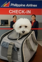 フィリピン航空、国内全便で小型犬の客室同伴サービス開始　「家族」との空の旅、要望受け拡大