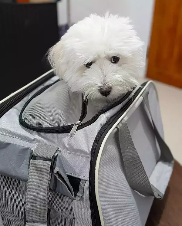 フィリピン航空、国内全便で小型犬の客室同伴サービス開始　「家族」との空の旅、要望受け拡大