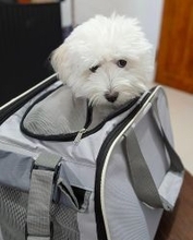 フィリピン航空、国内全便で小型犬の客室同伴サービス開始　「家族」との空の旅、要望受け拡大