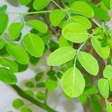 「国連が認める健康食材・高い栄養価と効果から「ミラクルツリー」と評されるモリンガ(マルンガイ)」の画像1