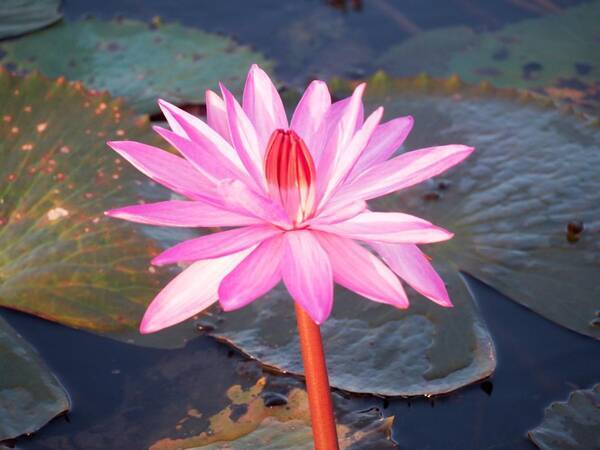 タイ 東北の街ウドンタニー 赤い睡蓮 スイレン の湖がこれからの見所 15年11月3日 エキサイトニュース