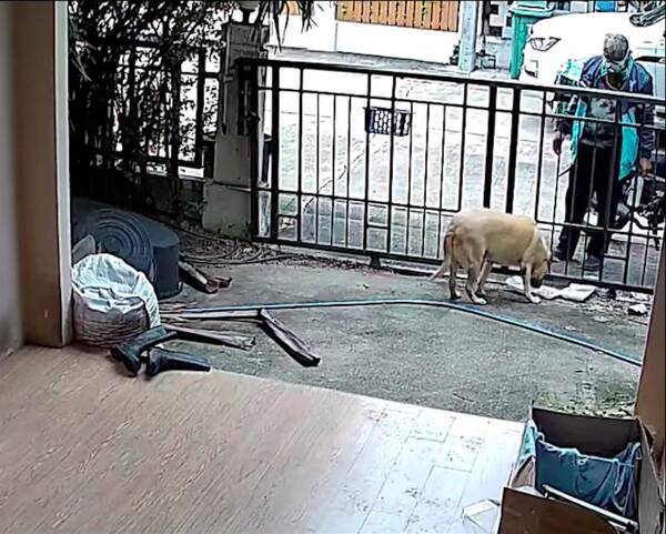 タイ 飼い犬への餌を忘れた飼い主がデリバリーを頼んだら 想像以上の対応で賞賛の嵐 21年9月5日 エキサイトニュース