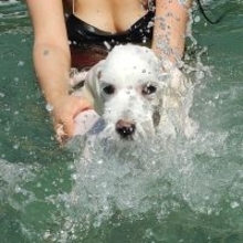 フィリピン・サマル島「ヴィラ・アンパロ」 ダバオから15分、愛犬と過ごす「至近の楽園」