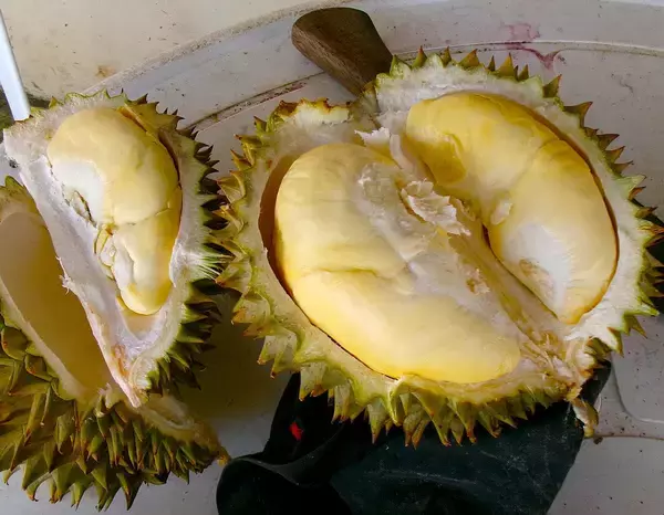 フィリピン・ダバオでドリアン、1キロ160円の「健康食」　滋養強壮や疲労回復に効果、市民の活力源に