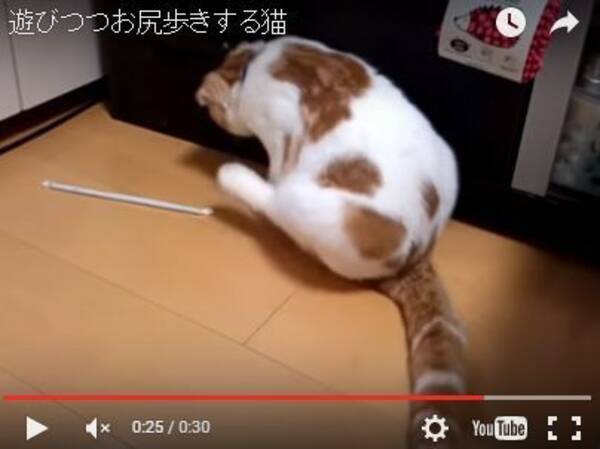 シュールで可愛い 猫さんのお尻歩き動画を集めてみた 16年4月21日 エキサイトニュース