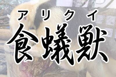漢字で書くと強そうな動物ランキング 3位食蟻獣 アリクイ 17年4月17日 エキサイトニュース