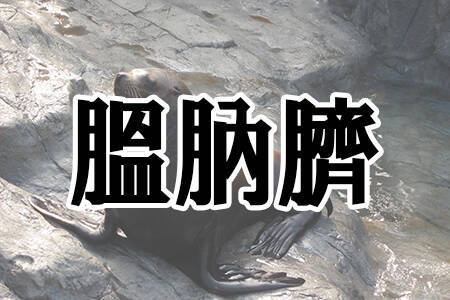 難しすぎて読めない 動物の漢字名 ランキング 19年12月10日 エキサイトニュース