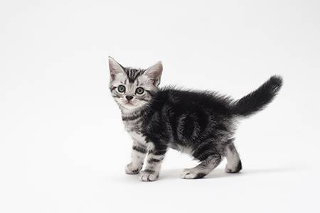 結局一番かわいい猫種ランキング 年2月3日 エキサイトニュース