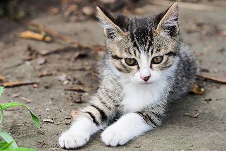 結局一番かわいい猫種ランキング 年2月3日 エキサイトニュース