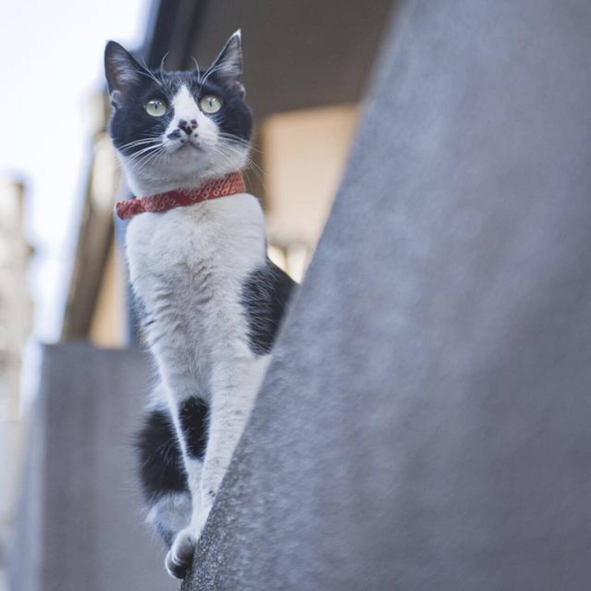 実は凄かった 猫の視力 聴力 嗅覚を専門医が解説 16年6月23日 エキサイトニュース