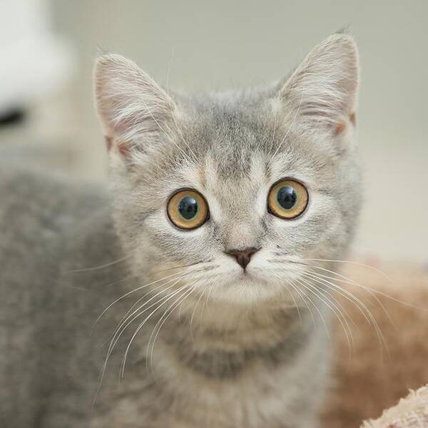 猫に関するランキング 好きなパーツでは肉球を押さえ が1位を獲得だニャン 17年2月22日 エキサイトニュース