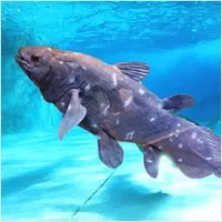 幻の魚 シーラカンス発見の日 なぜ生きた化石 釣ったり飼ったりできる 16年11月22日 エキサイトニュース 3 7